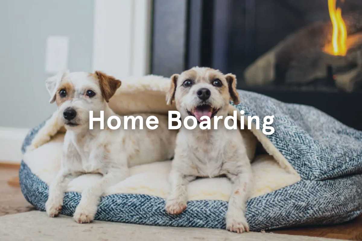 Pet Home Boarding Services