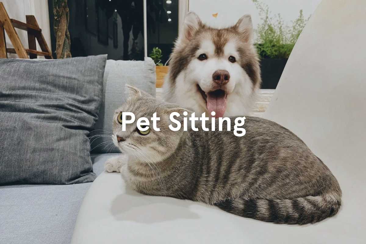 Pet Sitting Services