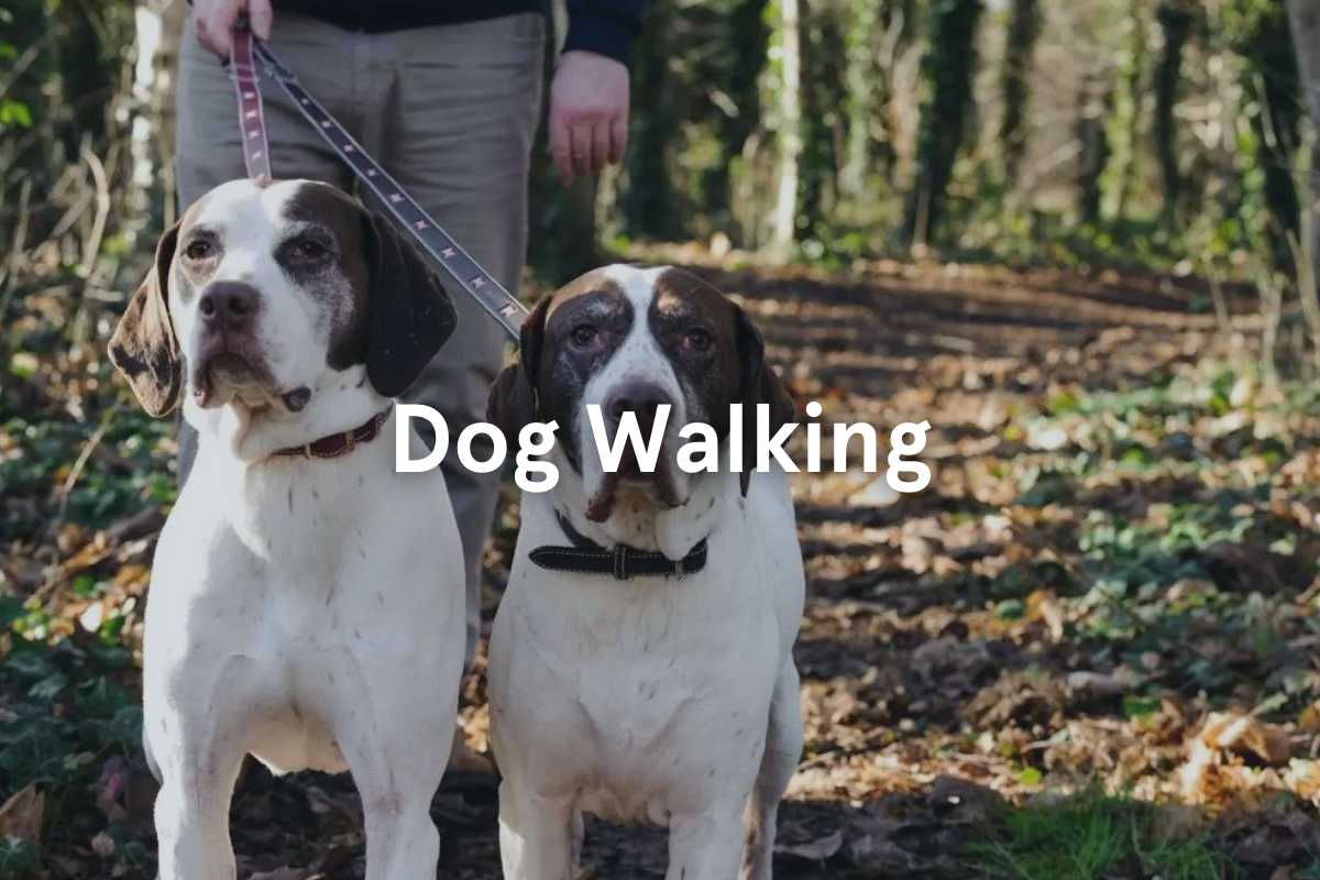 Dog Walking Services