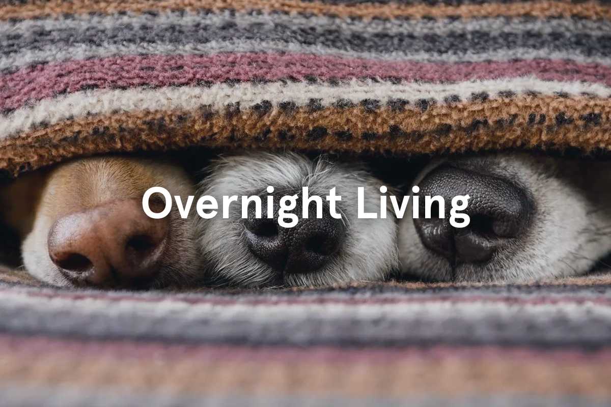 Pet Overnight Living